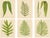 E.J. Lowe, Exotic Fern, 1856, Lithograph, Set of 6 For Sale - Image 10 of 10