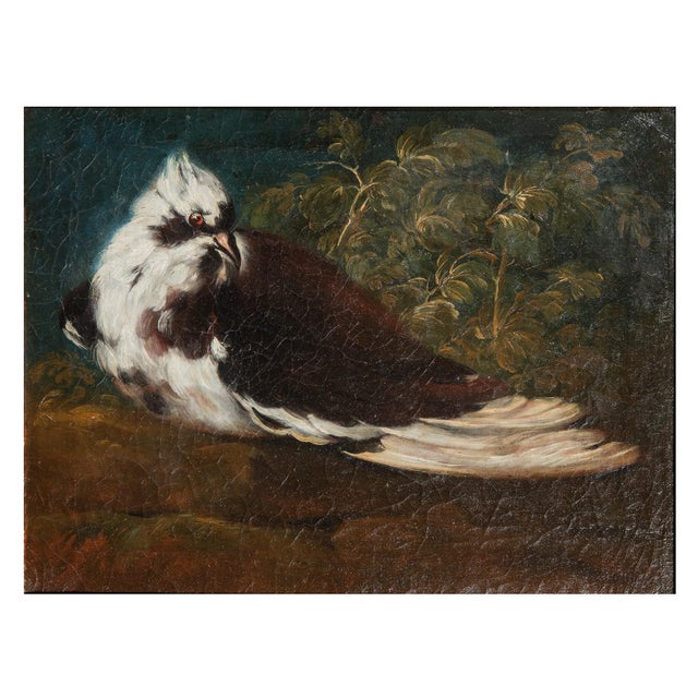 Domenico Guidobono, Living Nature with Pigeon, 18th-17th Century, Oil on Canvas, Framed For Sale - Image 12 of 12