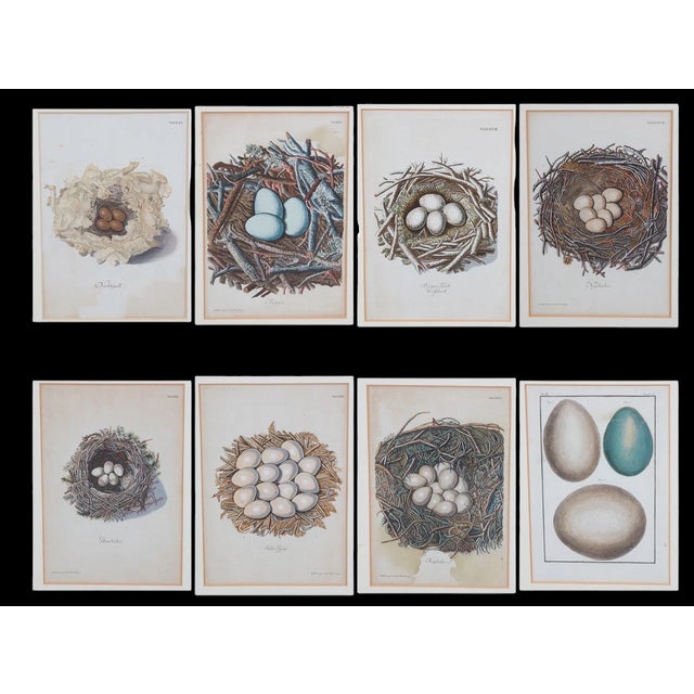 Set of 8 Antique 18th & 19th C Oological Engraving Prints of Eggs & Nests For Sale - Image 11 of 11