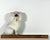 Antique Staffordshire Confetti Poodle Figurine: Hand-Painted Pottery c. 1880 For Sale - Image 10 of 10