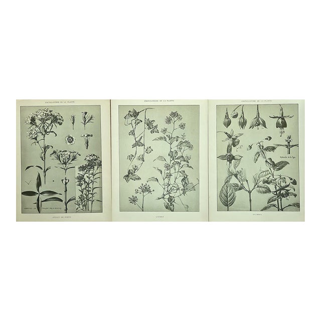 1902 -Set of 3 Antique French Botanicals- Ivy, Fushia, Sweet William, Documentation For Sale