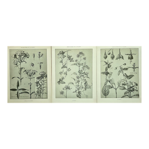 1902 -Set of 3 Antique French Botanicals- Ivy, Fushia, Sweet William, Documentation
