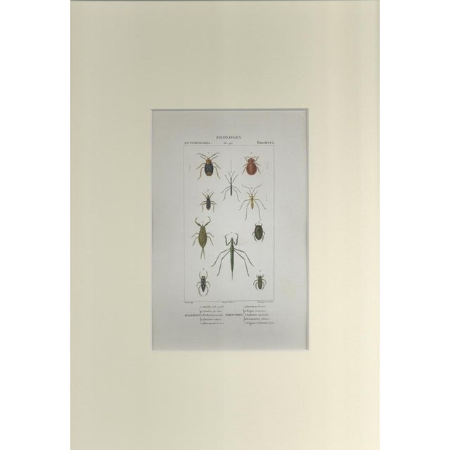 This is one of the illustrations of "Dizionario di scienze naturali" (Natural sciences dictionary) edited by Battelli nel...