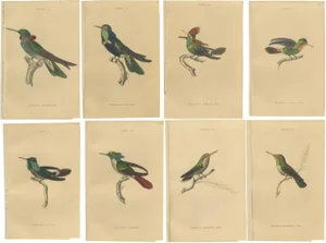 Jardine, Bird Illustrations Violet-Tufted Hummingbird, 1837, Print, Set of 8