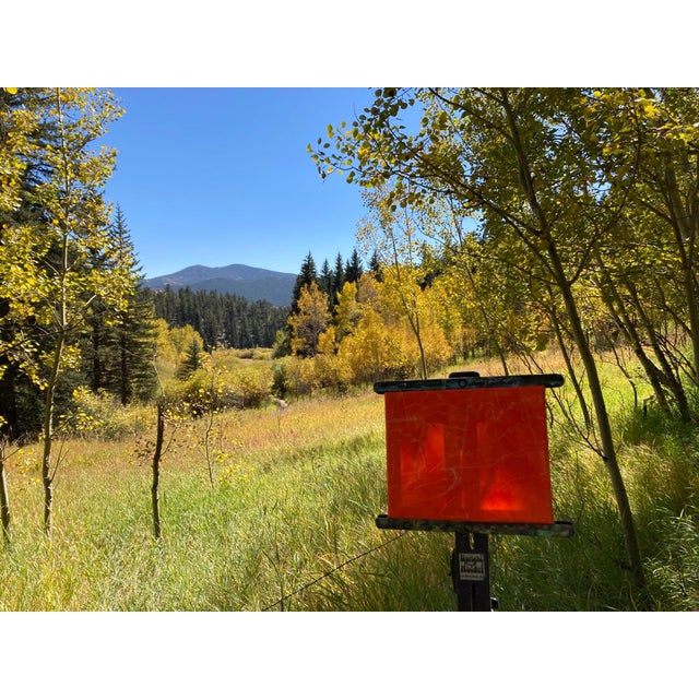 Gusty (plein air Golden Gate Canyon SP) by Tracy Wall | Oil on Canvas Landscape with trees and hills For Sale - Image 4 of 4