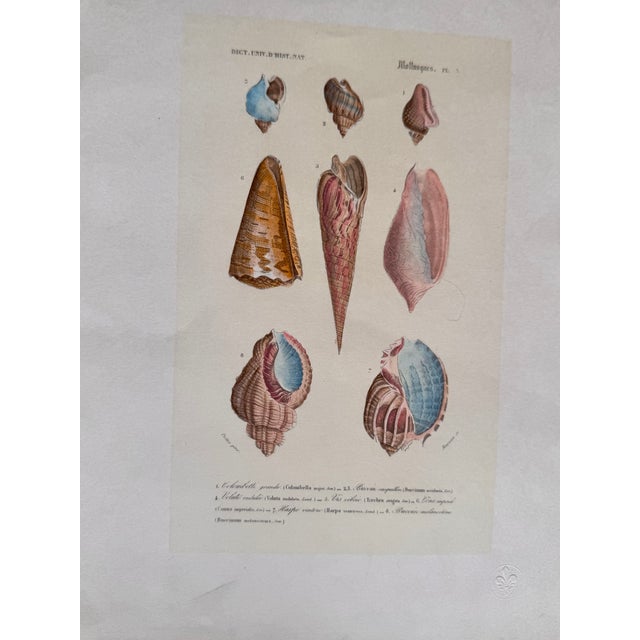 Late 19th Century Mollusques Shell Prints Gastéropodes Plates Fleur De Lis Embossed Paper - Set of 3 For Sale - Image 9 of 11