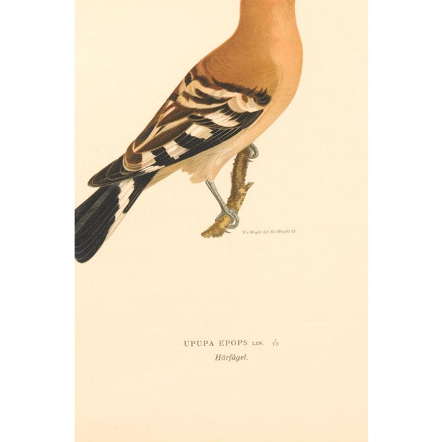 Early 20th Century Early 20th Century Swedish Framed Hoopoe Lithograph, C. 1920 For Sale - Image 5 of 11