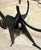Signed Pucci De Rossi Sculptural Blackened Steel Dining Table Base, 1987 For Sale - Image 15 of 18