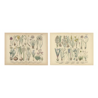 Bulb Flowers, 1885, Paper, Set of 2 For Sale
