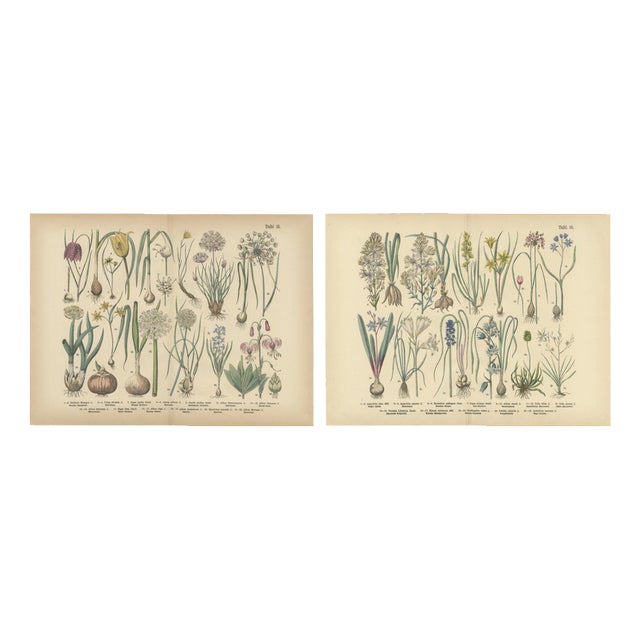 Bulb Flowers, 1885, Paper, Set of 2 For Sale