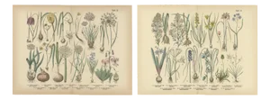 Bulb Flowers, 1885, Paper, Set of 2