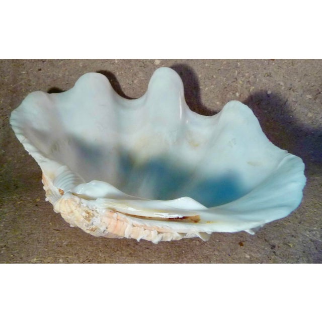 Ruffled Clamshell, Large, With Coral Color For Sale - Image 4 of 14