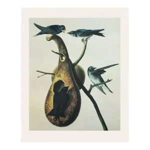 1966 Vintage Farmhouse Cottage Print "Purple Martin" After John James Audubon
