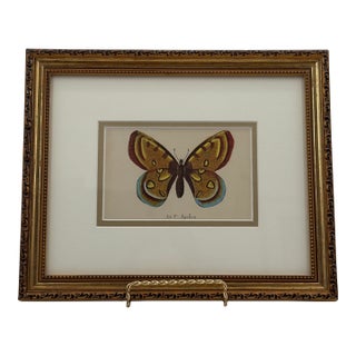 Vintage Le P. Apollon Butterfly Natural History Print French Entomology For Sale