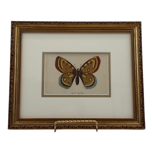 Vintage Le P. Apollon Butterfly Natural History Print French Entomology For Sale
