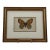 Vintage Le P. Apollon Butterfly Natural History Print French Entomology For Sale