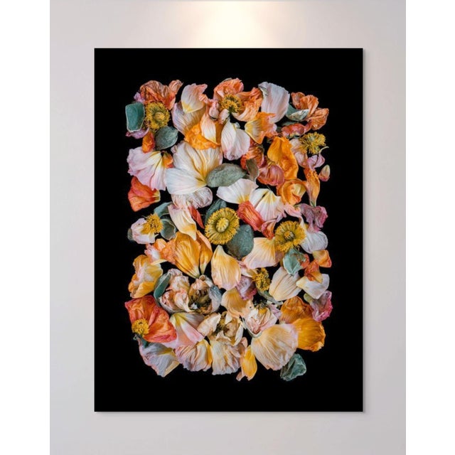 Tray of Color Poppies Black Background For Sale In New York - Image 6 of 7