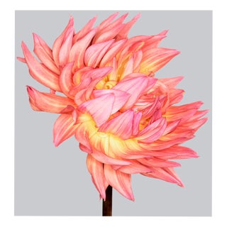 Philip Gatward, Dahlia 4, Archival Pigment Print For Sale