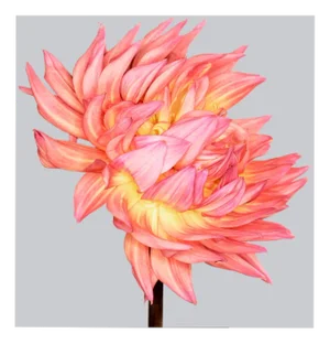Philip Gatward, Dahlia 4, Archival Pigment Print
