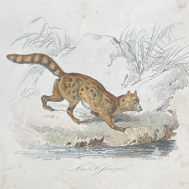 French French Antique 18th Century "La Genette" Animal Engraving Hand Colored Signed Artwork For Sale - Image 3 of 12