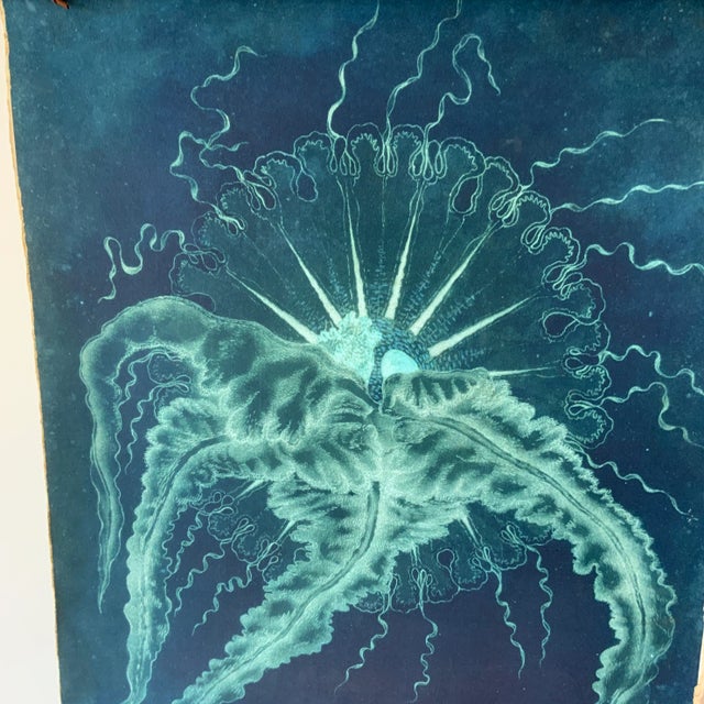 Late 20th Century Original Vintage Natural Curiosities Sealife Print, Electric Blue and Green For Sale - Image 5 of 8