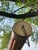 Vintage Fluted Wood and Brass Telescope For Sale - Image 13 of 18