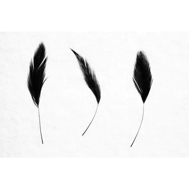 Three Feathers I by Trinette + Chris, 40" x 60" Unframed Three Feathers I by Trinette + Chris Print, 40" x 60"