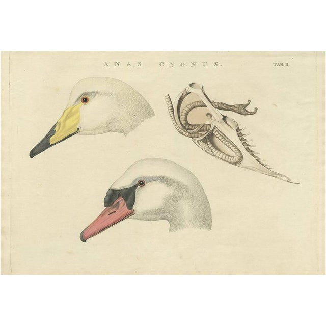 Sepp, Nozeman & Houttuyn, Swan Tab. II, 1829, Print For Sale