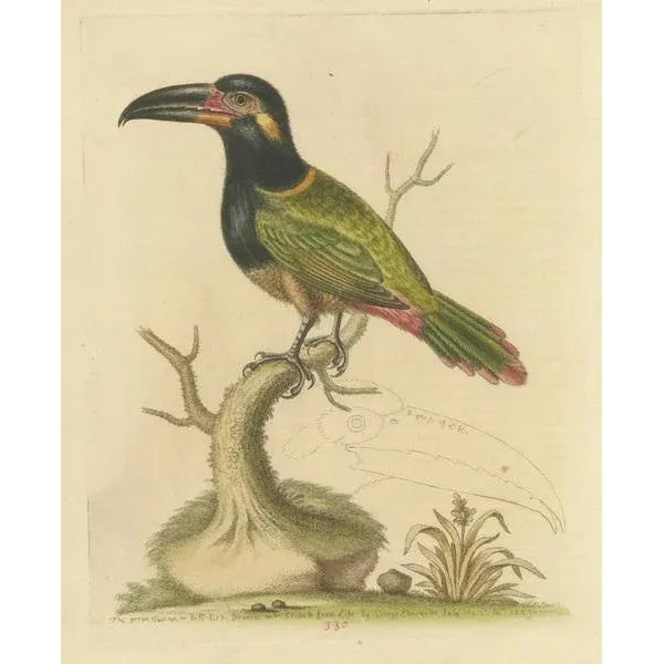 Green Toucan, Paper For Sale - Image 3 of 6
