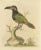 Green Toucan, Paper For Sale - Image 3 of 6