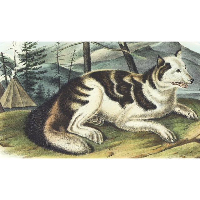 Original first edition Audubon stone lithograph from "The Viviparous Quadrupeds of North America", octavo edition, printed...