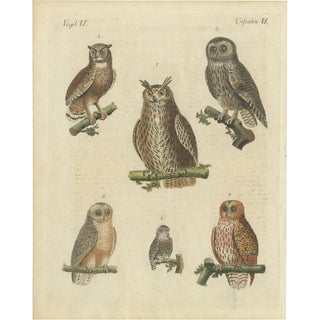 European Owls, 1800, Print on Paper For Sale
