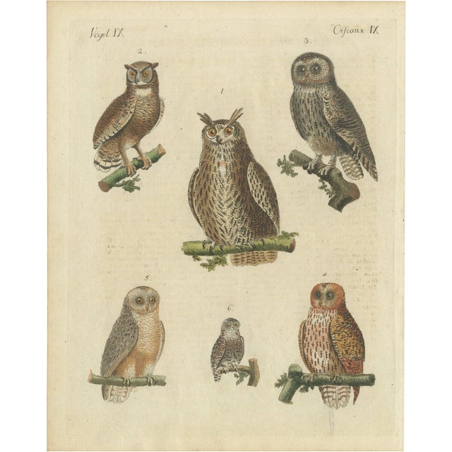 European Owls, 1800, Print on Paper For Sale