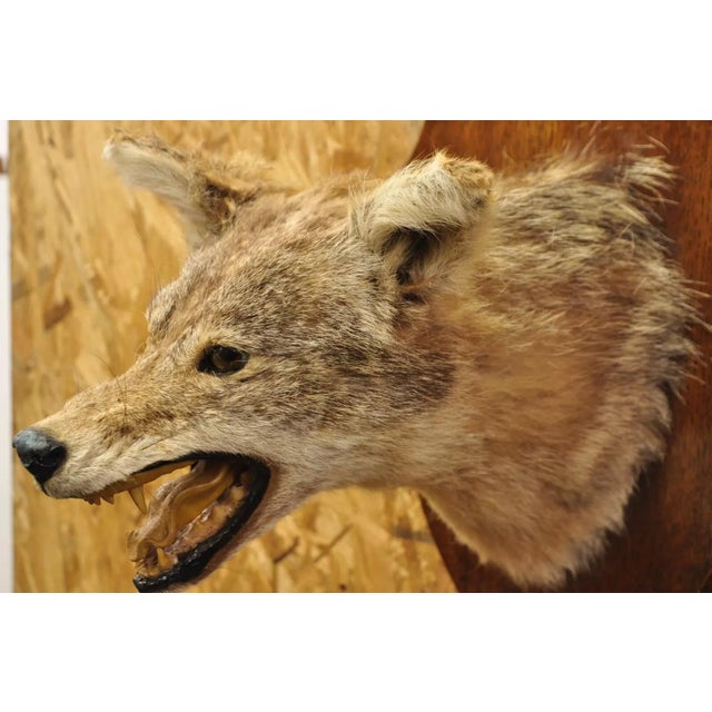 Vintage Jackal Shoulder Trophy Mount Oak Wall Plaque Taxidermy Mancave Decor For Sale - Image 12 of 12