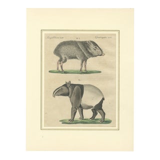 Bertuch, Malayan Tapir & Collared Peccary, 1815, Engraving For Sale