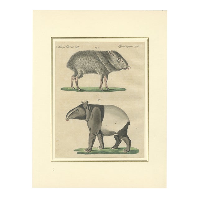 Bertuch, Malayan Tapir & Collared Peccary, 1815, Engraving For Sale