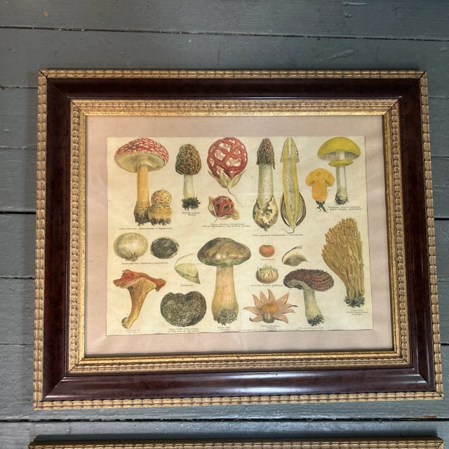 Set of two 1970’s original labeled mushroom prints. Each measure 18x15 framed. Check out my shop Robins Egg Gallery for more.