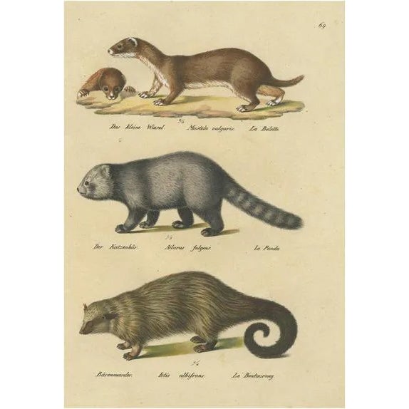 Schinz, Illustration of a Weasel, Panda and Wolverine, 1824, Hand Colored Print For Sale