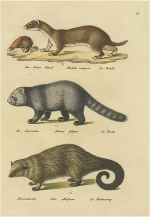 Schinz, Illustration of a Weasel, Panda and Wolverine, 1824, Hand Colored Print