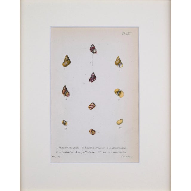 Antique hand colored lithograph published 1869 in London from "British Conchology, or an Account of The Mollusca" by John...