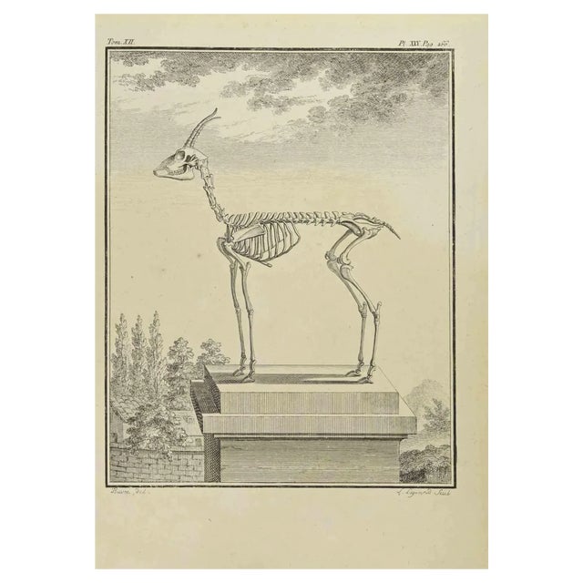Louis Legrand, Skeleton, Etching, 1711 For Sale