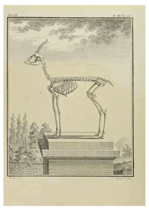 Louis Legrand, Skeleton, Etching, 1711