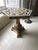 19th Century Gilt Bronze & Pietra Dura Marble Tables, Set of 2 For Sale - Image 4 of 5