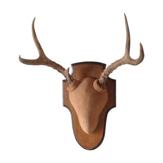 Taxidermy Deer Antler Trophy For Sale