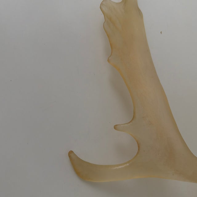 Contemporary Faux Translucent Amber Deer Antler For Sale - Image 3 of 8
