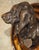 A Signed Antique French Medallion Bronze Bust of the St. Hubert Hound (1851-1925) For Sale - Image 9 of 15