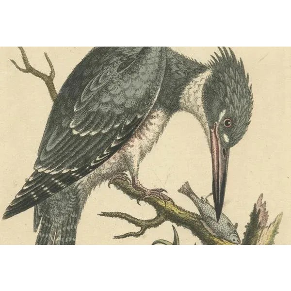 George Edwards, The American Belted Kingfisher in Its Natural Habitat, 1749, Print For Sale - Image 3 of 6