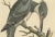 George Edwards, The American Belted Kingfisher in Its Natural Habitat, 1749, Print For Sale - Image 3 of 6