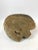 Mid 19th Century 19th Century Chinese Dragon Wood Carving For Sale - Image 5 of 6