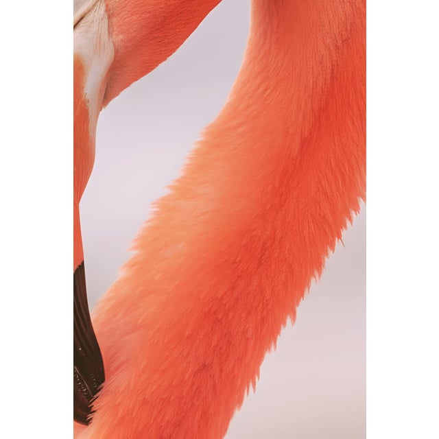 Flamingo Portrait Close-Up, Minimalist Wildlife Art Print, 24″ × 36″ For Sale - Image 4 of 7